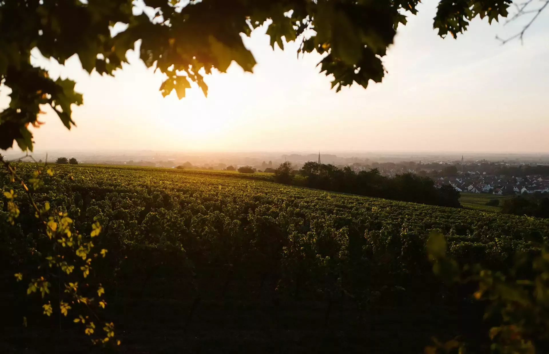 Sonnenuntergang über einem Weinberg mit Reihen von Weinreben, die sich bis in die Ferne erstrecken. Belaubte Zweige rahmen den oberen Bildrand ein. Unter einem goldenen Himmel ist ein dunstiger Horizont mit den Silhouetten entfernter Gebäude sichtbar.