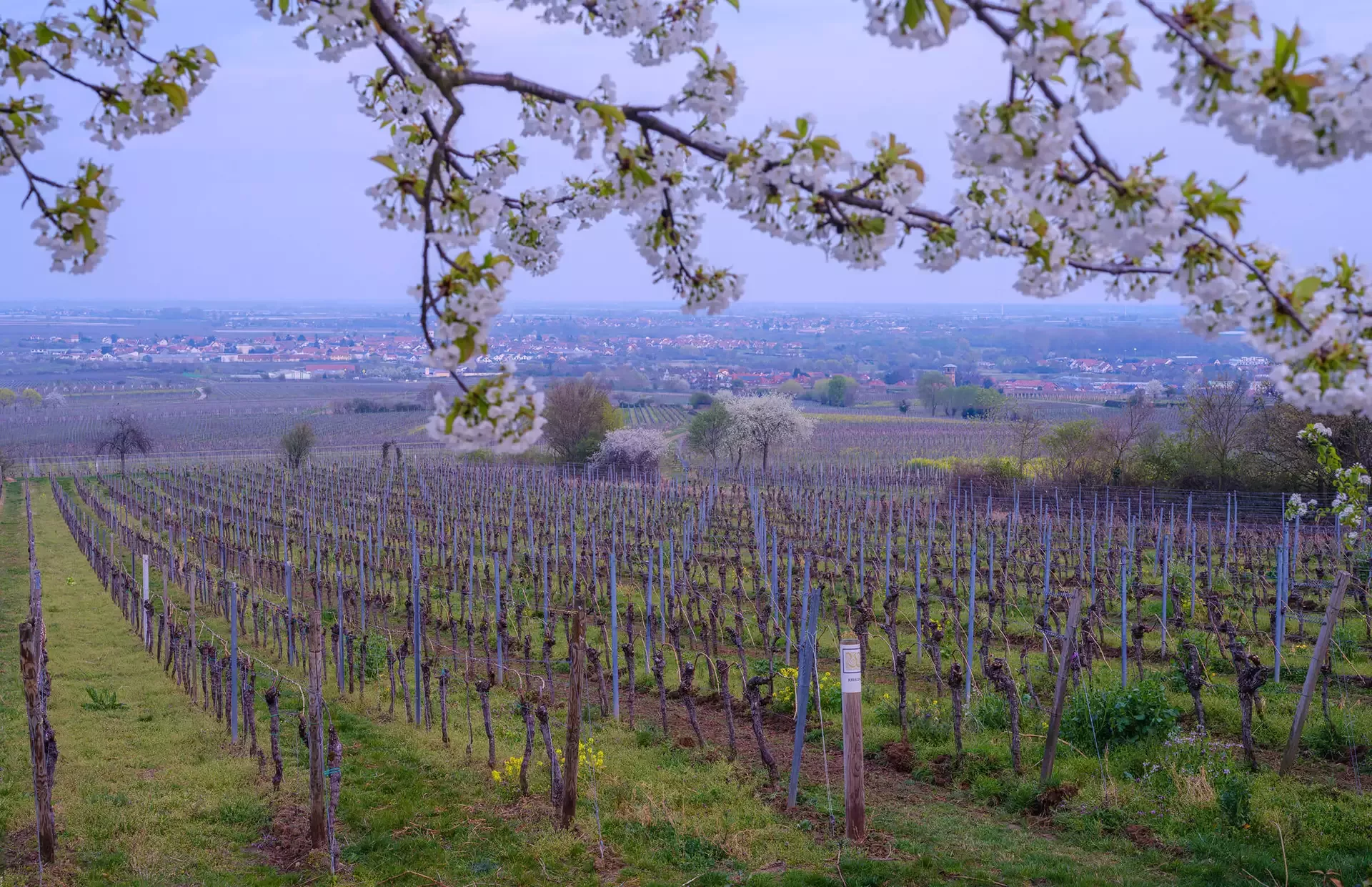 Weite Weinberglandschaft mit Reihen von Weinreben, die sich bis zu einer entfernten Stadt erstrecken. Blühende Äste mit weißen Blüten rahmen den oberen Bildrand unter einem klaren blauen Himmel.